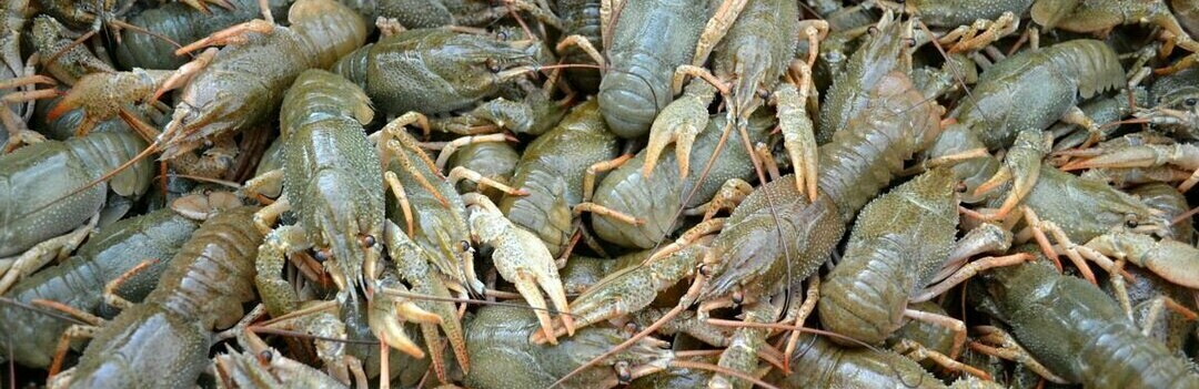 ����: 06274.com.ua