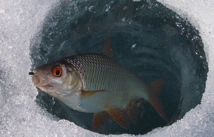  ���������� ������� ������ ���� ������� 