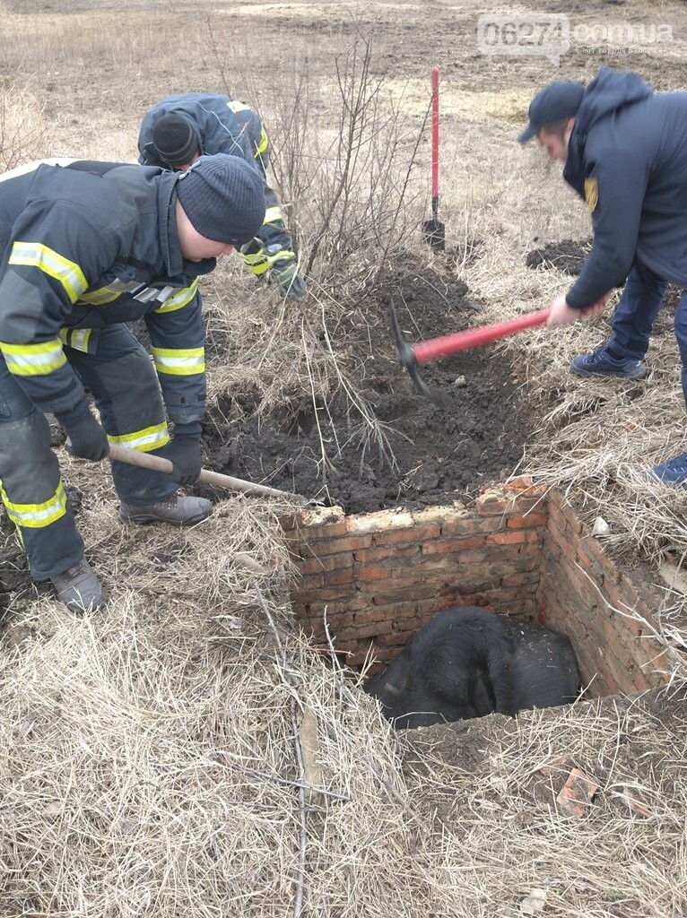 В Бахмутском районе спасатели вытащили из ямы корову, фото-2